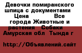 Девочки помиранского шпица с документами › Цена ­ 23 000 - Все города Животные и растения » Собаки   . Амурская обл.,Тында г.